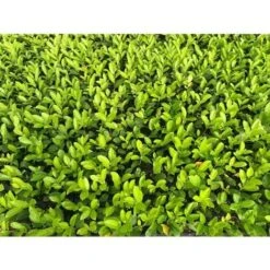 Lauroceraso "Prunus Laurocerasus" Pianta In Vaso Biodegradabile -Negozio Piante artificiali economico 20255354 5