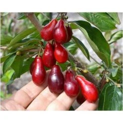 Corniolo "Cornus Mas" Pianta In Vaso 14 Cm H. 40/60 Cm -Negozio Piante artificiali economico 20296604 3