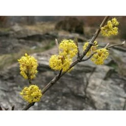 Corniolo "Cornus Mas" Pianta In Vaso 14 Cm H. 40/60 Cm -Negozio Piante artificiali economico 20296604 4