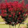 Lagerstroemia Indica Rossa "Dynamite" Pianta In Vaso 13 Cm -Negozio Piante artificiali economico 20296607 1