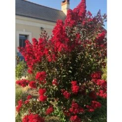 Lagerstroemia Indica Rossa "Dynamite" Pianta In Vaso 13 Cm -Negozio Piante artificiali economico 20296607 3