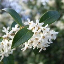 Osmanto "Osmanthus X Burkwoodii" Pianta Da Siepe In Vaso 11 Cm -Negozio Piante artificiali economico 20296613 3