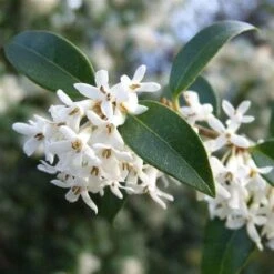 Osmanto "Osmanthus X Burkwoodii" Pianta Da Siepe In Vaso 11 Cm -Negozio Piante artificiali economico 20296613 4