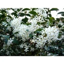 Osmanto "Osmanthus X Burkwoodii" Pianta Da Siepe In Vaso 11 Cm -Negozio Piante artificiali economico 20296613 5