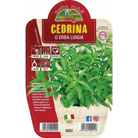 Cedrina O Erba Luigia - 1 Pianta V.14 Cm - Orto Mio 3 Cedrina O Erba Luigia - 1 Pianta V.14 Cm - Orto Mio