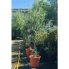 Ulivo Olivo Olea Europea In Vaso 10 Litri FOTO REALI -Negozio Piante artificiali economico 20446128 1