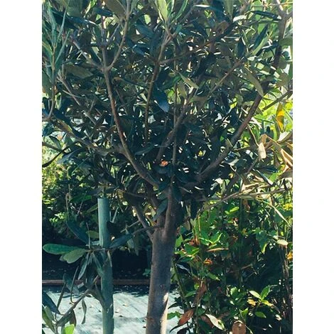 Ulivo Olivo Olea Europea In Vaso 10 Litri FOTO REALI 4 Ulivo Olivo Olea Europea In Vaso 10 Litri FOTO REALI - immagine 2