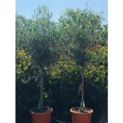 Ulivo Olivo Olea Europea In Vaso 10 Litri FOTO REALI 7 Ulivo Olivo Olea Europea In Vaso 10 Litri FOTO REALI -Negozio Piante artificiali economico 20446128 3