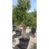 Ulivo Olivo "Olea Europea" Bonsai In Vaso 130 L Circ. Tronco 60/70 Cm FOTO REALI 2 Ulivo Olivo "Olea Europea" Bonsai In Vaso 130 L Circ. Tronco 60/70 Cm FOTO REALI -Negozio Piante artificiali economico 20446136 1