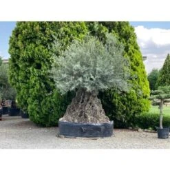 Ulivo Olivo "Olea Europea" Bonsai Secolare Circ. Tronco 275/300 Cm FOTO REALI