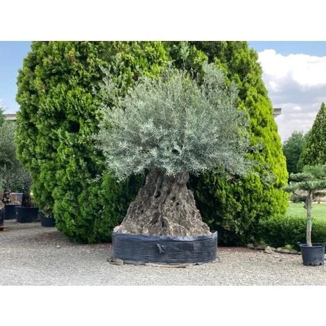 Ulivo Olivo "Olea Europea" Bonsai Secolare Circ. Tronco 275/300 Cm FOTO REALI 3 Ulivo Olivo "Olea Europea" Bonsai Secolare Circ. Tronco 275/300 Cm FOTO REALI