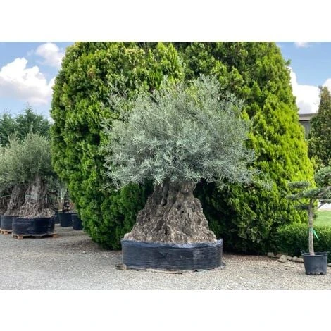 Ulivo Olivo "Olea Europea" Bonsai Secolare Circ. Tronco 275/300 Cm FOTO REALI 4 Ulivo Olivo "Olea Europea" Bonsai Secolare Circ. Tronco 275/300 Cm FOTO REALI - immagine 2