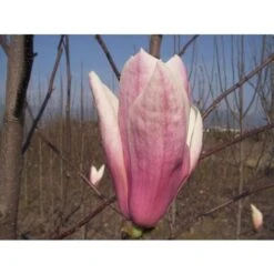 Magnolia Giapponese "Magnolia Soulangeana Heaven Scent" Pianta In Vaso 16 Cm H. 60/80 Cm -Negozio Piante artificiali economico 20493230 4