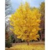 Ginkgo Biloba Pianta In Vaso 9 Cm -Negozio Piante artificiali economico 20493240 1