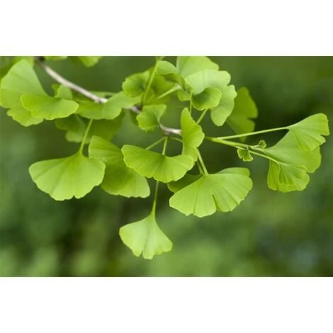 Ginkgo Biloba Pianta In Vaso 9 Cm 4 Ginkgo Biloba Pianta In Vaso 9 Cm - immagine 2