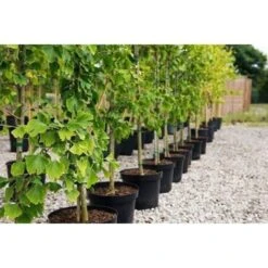 Ginkgo Biloba Pianta In Vaso 9 Cm 9 Ginkgo Biloba Pianta In Vaso 9 Cm -Negozio Piante artificiali economico 20493240 3