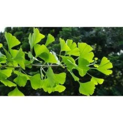 Ginkgo Biloba Pianta In Vaso 9 Cm 10 Ginkgo Biloba Pianta In Vaso 9 Cm -Negozio Piante artificiali economico 20493240 4