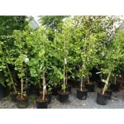 Ginkgo Biloba Pianta In Vaso 9 Cm 11 Ginkgo Biloba Pianta In Vaso 9 Cm -Negozio Piante artificiali economico 20493240 5