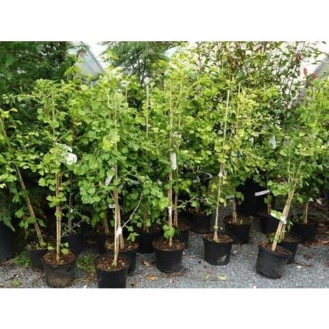 Ginkgo Biloba Pianta In Vaso 9 Cm 7 Ginkgo Biloba Pianta In Vaso 9 Cm - immagine 5