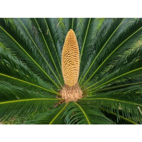 Cicas "Cycas Revoluta" Palma Pianta In Vaso 19 Cm 6 Cicas "Cycas Revoluta" Palma Pianta In Vaso 19 Cm - immagine 4