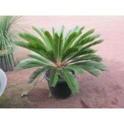 Cicas "Cycas Revoluta" Palma Pianta In Vaso 19 Cm 11 Cicas "Cycas Revoluta" Palma Pianta In Vaso 19 Cm -Negozio Piante artificiali economico 20650413 5