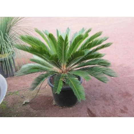 Cicas "Cycas Revoluta" Palma Pianta In Vaso 19 Cm 7 Cicas "Cycas Revoluta" Palma Pianta In Vaso 19 Cm - immagine 5