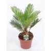 Cicas "Cycas Revoluta" Palma Pianta In Vaso 14 Cm