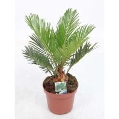 Cicas "Cycas Revoluta" Palma Pianta In Vaso 14 Cm