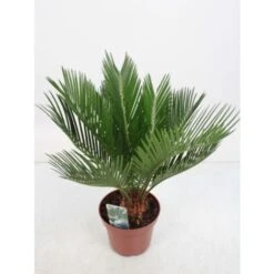 Cicas "Cycas Revoluta" Palma Pianta In Vaso 14 Cm -Negozio Piante artificiali economico 20650424 3
