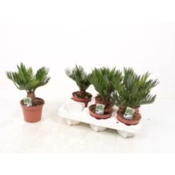 Cicas "Cycas Revoluta" Palma Pianta In Vaso 14 Cm -Negozio Piante artificiali economico 20650424 5