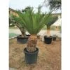 Cicas "Cycas Revoluta" Palma Pianta In Vaso 30 Cm -Negozio Piante artificiali economico 20650431 1
