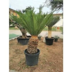 Cicas "Cycas Revoluta" Palma Pianta In Vaso 40 Cm