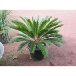 Cicas "Cycas Revoluta" Palma Pianta In Vaso 40 Cm -Negozio Piante artificiali economico 20650439 5