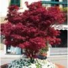 Acero Rosso Giapponese "Acer Palmatum Fireglow" Pianta In Vaso Da 2 Litri 2 Acero Rosso Giapponese "Acer Palmatum Fireglow" Pianta In Vaso Da 2 Litri -Negozio Piante artificiali economico 20920958 1