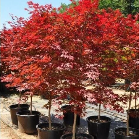 Acero Rosso Giapponese "Acer Palmatum Fireglow" Pianta In Vaso Da 2 Litri 4 Acero Rosso Giapponese "Acer Palmatum Fireglow" Pianta In Vaso Da 2 Litri - immagine 2