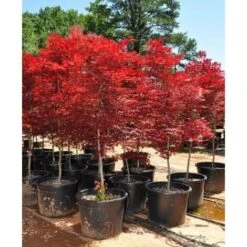 Acero Rosso Giapponese "Acer Palmatum Fireglow" Pianta In Vaso Da 2 Litri 9 Acero Rosso Giapponese "Acer Palmatum Fireglow" Pianta In Vaso Da 2 Litri -Negozio Piante artificiali economico 20920958 3
