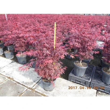 Acero Rosso Giapponese "Acer Palmatum Fireglow" Pianta In Vaso Da 2 Litri 6 Acero Rosso Giapponese "Acer Palmatum Fireglow" Pianta In Vaso Da 2 Litri - immagine 4