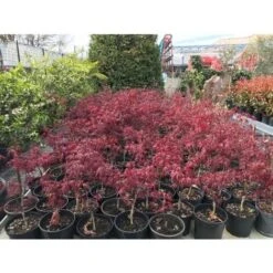 Acero Rosso Giapponese "Acer Palmatum Fireglow" Pianta In Vaso Da 2 Litri 11 Acero Rosso Giapponese "Acer Palmatum Fireglow" Pianta In Vaso Da 2 Litri -Negozio Piante artificiali economico 20920958 5