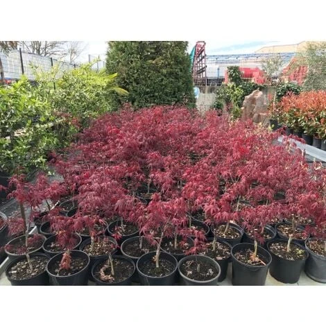 Acero Rosso Giapponese "Acer Palmatum Fireglow" Pianta In Vaso Da 2 Litri 7 Acero Rosso Giapponese "Acer Palmatum Fireglow" Pianta In Vaso Da 2 Litri - immagine 5