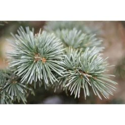 Cedro Dell'Atlante "Cedrus Atlantica" Pianta In Vaso 17 H. 70/90 Cm -Negozio Piante artificiali economico 22005135 3