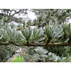 Cedro Dell'Atlante "Cedrus Atlantica" Pianta In Vaso 17 H. 70/90 Cm -Negozio Piante artificiali economico 22005135 4