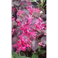 Loropetalum Chinense Pianta A Cespuglio In Vaso 9x9 Cm -Negozio Piante artificiali economico 23744019 5