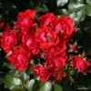 Black Forest Rose -Negozio Piante artificiali economico 23761444 1