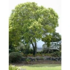 Canfora "Cinnamomum Camphora" Pianta In Vaso H. 160/180 Cm -Negozio Piante artificiali economico 23775719 4