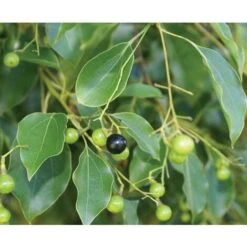 Canfora "Cinnamomum Camphora" Pianta In Vaso H. 160/180 Cm -Negozio Piante artificiali economico 23775719 5