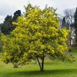Mimosa "Acacia Dealbata" Pianta In Vaso Biodegradabile Ca. H. 50 Cm -Negozio Piante artificiali economico 23813829 3