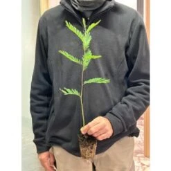 Mimosa "Acacia Dealbata" Pianta In Vaso Biodegradabile Ca. H. 50 Cm -Negozio Piante artificiali economico 23813829 4