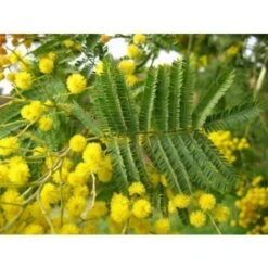 Mimosa "Acacia Dealbata" Pianta In Vaso Biodegradabile Ca. H. 50 Cm -Negozio Piante artificiali economico 23813829 5