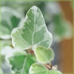 Edera Variegata "Hedera Helix White Wonder" Pianta In Vaso H. 60/80 Cm Con Canna -Negozio Piante artificiali economico 24096874 3