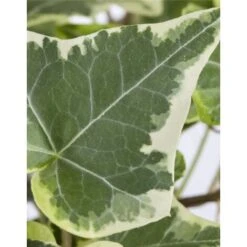 Edera Variegata "Hedera Helix White Wonder" Pianta In Vaso H. 60/80 Cm Con Canna -Negozio Piante artificiali economico 24096874 5